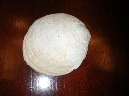 Niguel Formation Fossils 4